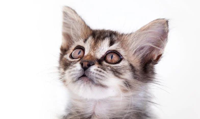 Když tchyně vstoupila do mého světa: Příběh o hranicích, které jsem musela postavit