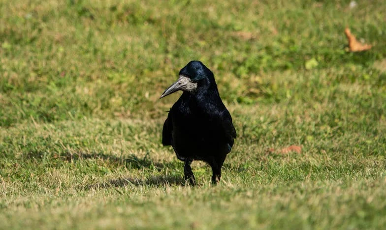 „Mami, musím ti něco říct…“ – Jak jsem řekla tchyni, že její syn nemůže mít děti