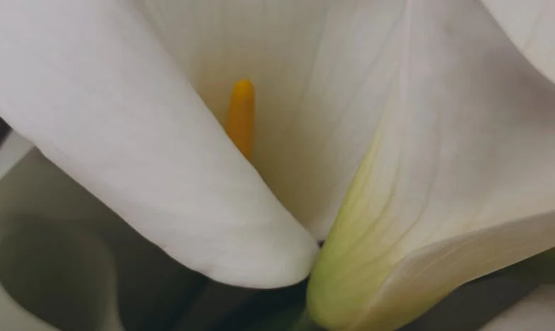 Mezi dvěma domovy: Příběh o loajalitě a ztrátě