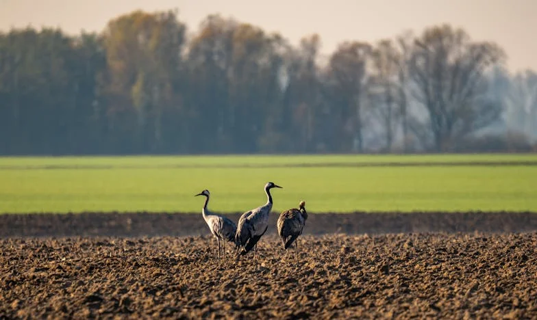 Mezi dvěma ohni: Příběh rodinné nespravedlnosti
