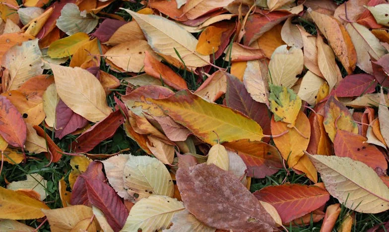 Mosty přes rozbouřenou řeku: Jak jsem znovu našla cestu ke svému synovi, když se jeho otec vrátil