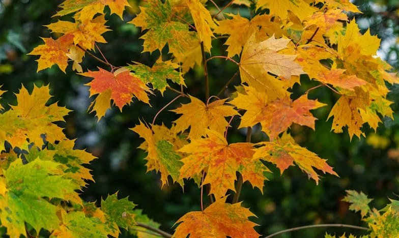 Neviditelná manželka: Rozbitá oslava