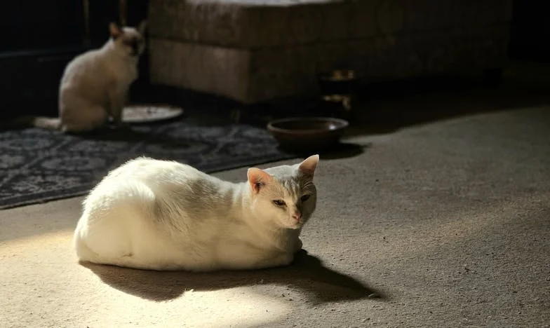 Šla jsem do porodnice pro jedno dítě, ale domů jsem se vrátila se třemi: Příběh, který navždy změnil můj život