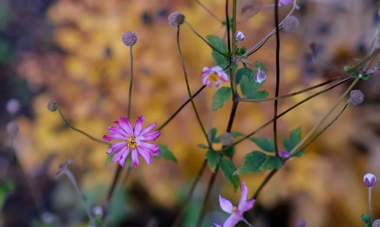 Svatba mé sestry změnila všechno: Když se babička stane středem rodiny i konfliktů
