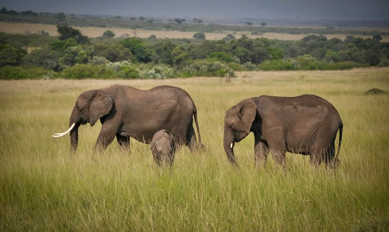 Čtyři roky podpory: Když láska nestačí zaplatit účty