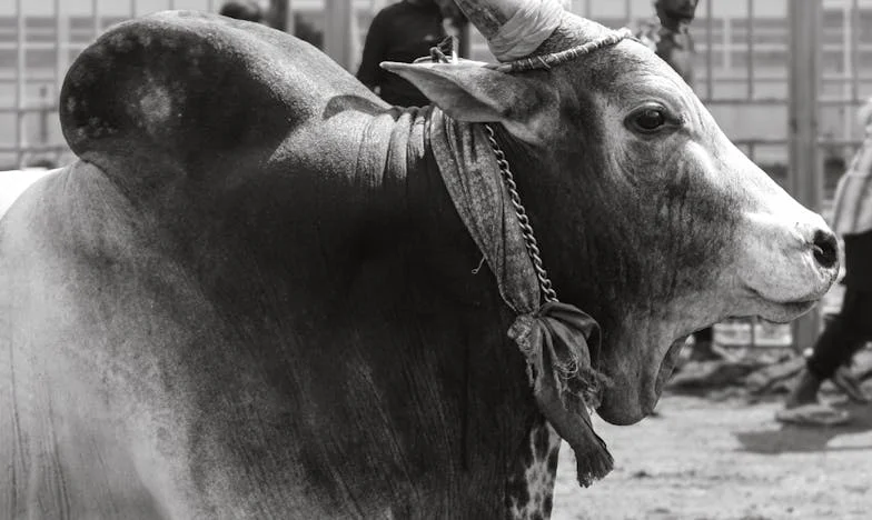 Dopis, který roztrhl rodinu: Když mateřská láska bolí