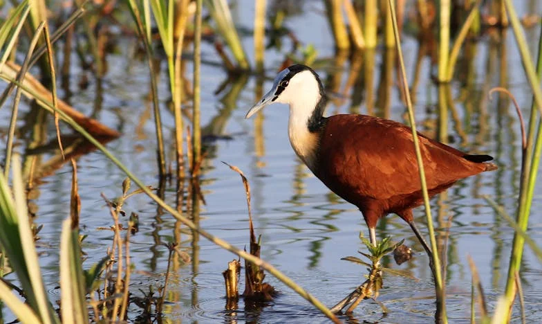 Když jsem přivezla nemocnou maminku k sobě, manžel mi řekl: 'Prodej její byt a ať se odstěhuje.'