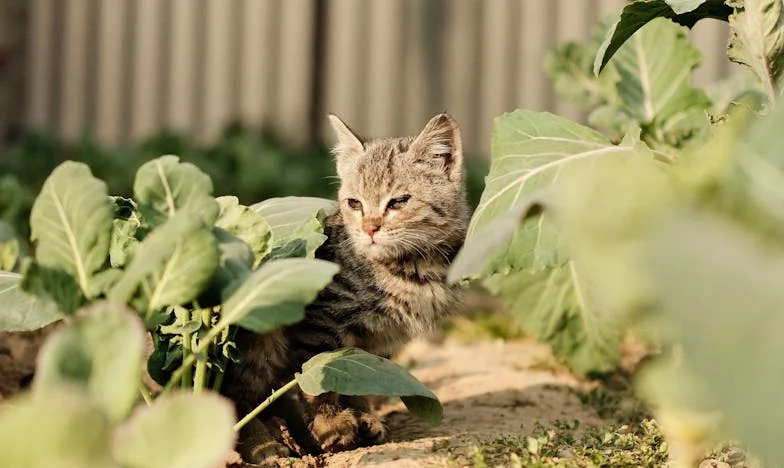 Když manžel volí svou matku místo mě... Můj boj o rodinu a víru