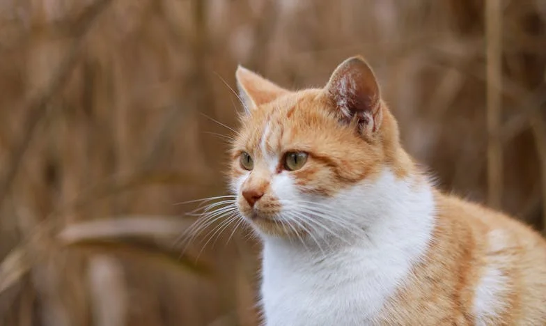 Když minulost zaklepe: Tajemství mé dcery a bouře v naší rodině