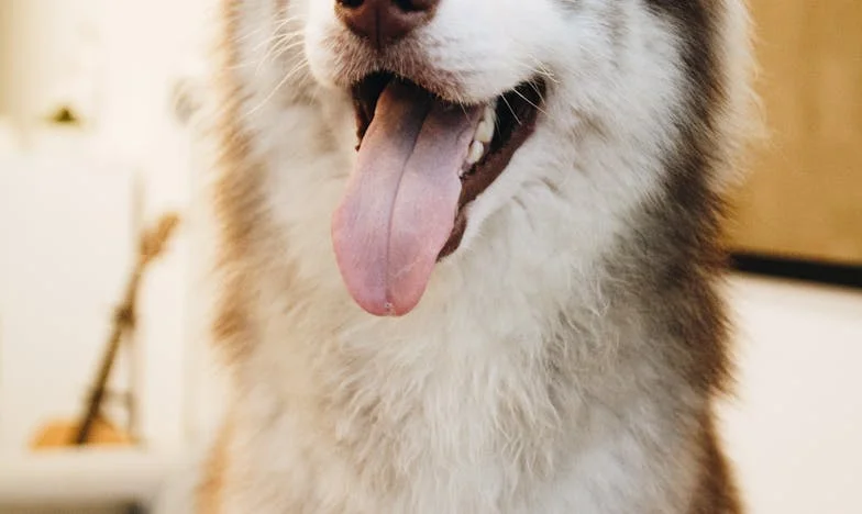 Když táta odešel: Příběh o ztrátě, naději a hledání domova