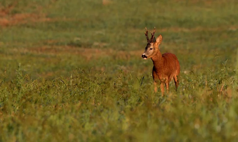 Láska nebo loajalita? Když můj manžel přerušil kontakt s mou rodinou