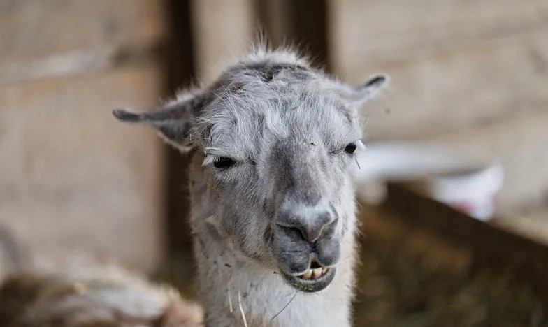 Máma pomáhá mé bývalé ženě, ale současné odmítá. Proč je rodina tak složitá?