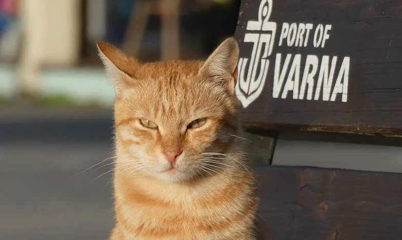 Mezi dvěma ohni: Jak jsem hledala klid mezi tchyní a vlastní rodinou