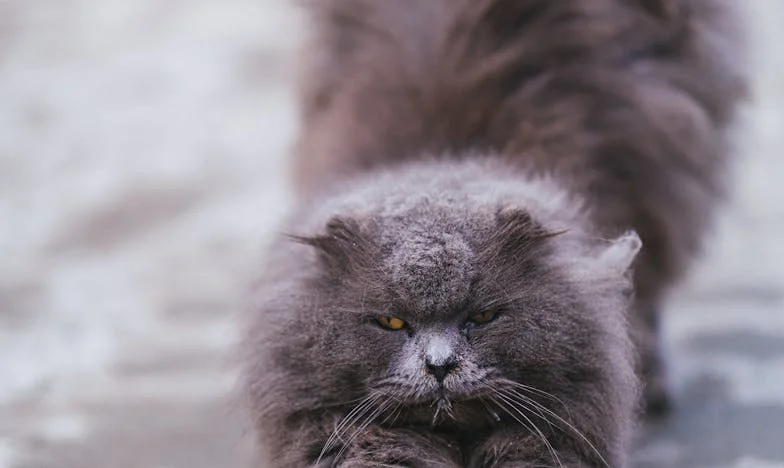 Mezi dvěma ohni: Když babička už nemůže hlídat vnoučata