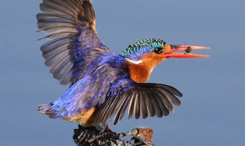 Mezi povinností a láskou: Můj život mezi dvěma rodinami