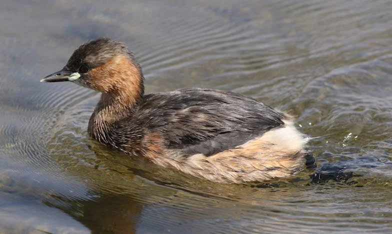 „Nejezdi domů, Aleno” – příběh zrady, rodiny a odvahy