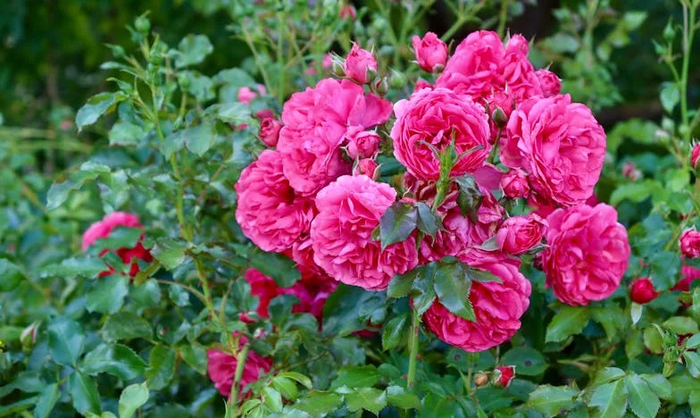 „Jestli neumíš udržet pořádek, sbal si kufry“ – Příběh posedlosti, která rozbila naši rodinu