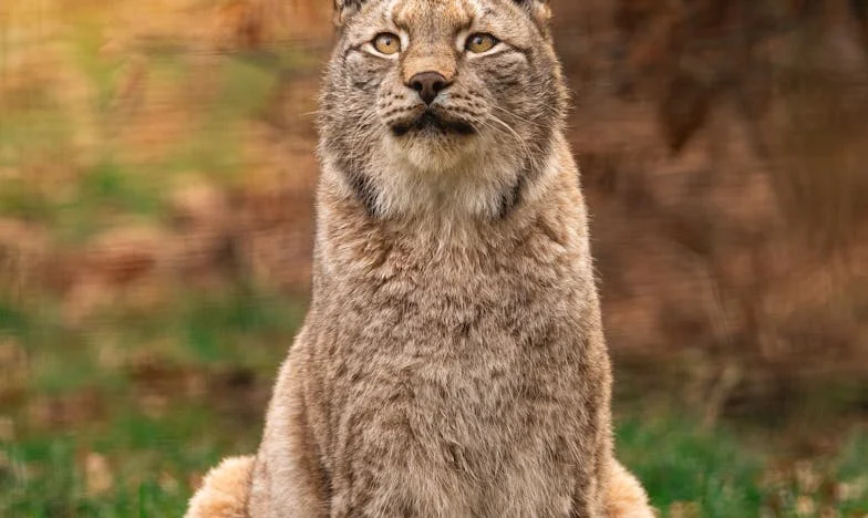 Když tchyně překročí všechny hranice: Můj boj o soukromí a důvěru v rodině