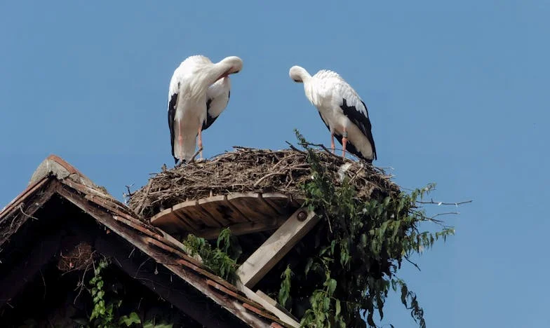 Pardonner ou rappeler ? Le poids d'une dette familiale