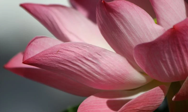 J'ai ouvert ma porte à ma cousine, elle a volé bien plus que mes économies : peut-on encore faire confiance à la famille ?