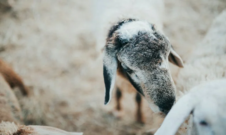La maison qui ne m’a jamais appartenu : Secrets derrière les volets bleus