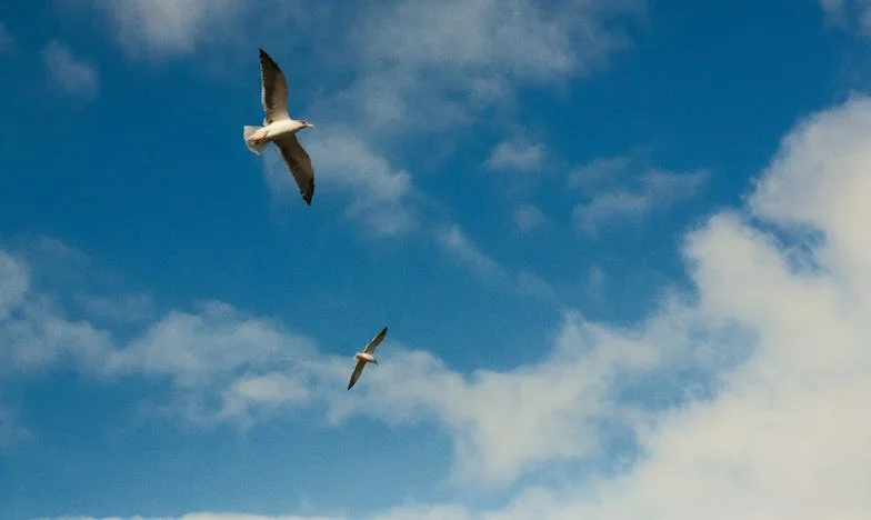 Le Parfum de Novembre : Confessions d’un Matin Pluvieux