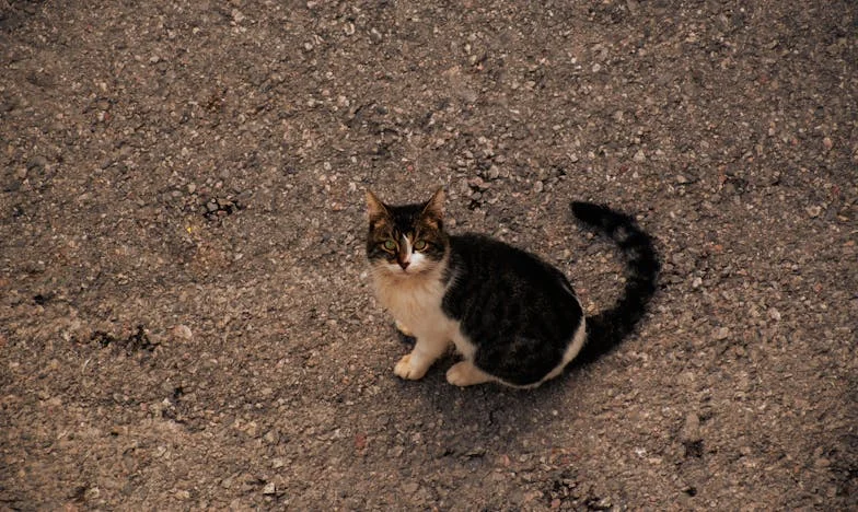 Quand la pluie tombe sur Montreuil : l’histoire de Claire et son grand-père Henri