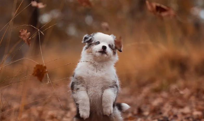 « Ce n’est plus chez nous » – Quand Maman a transformé l’appartement en champ de bataille