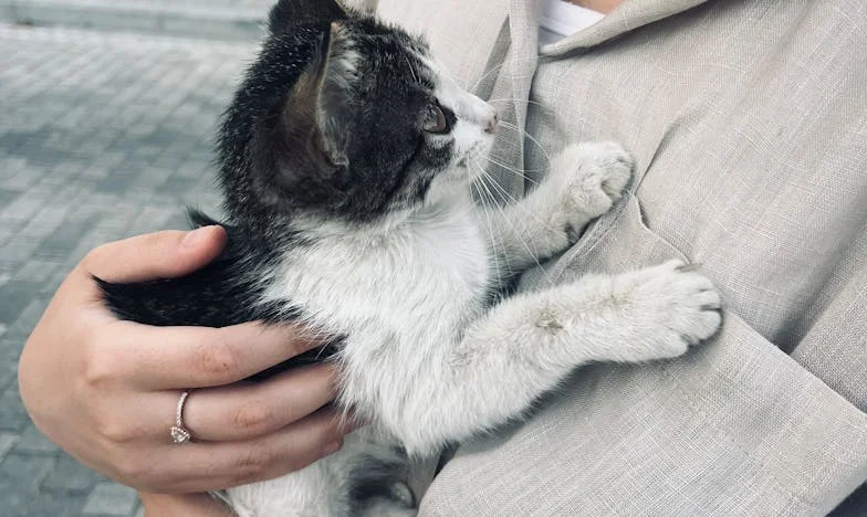 Entre deux feux : Confessions d'une belle-mère parisienne