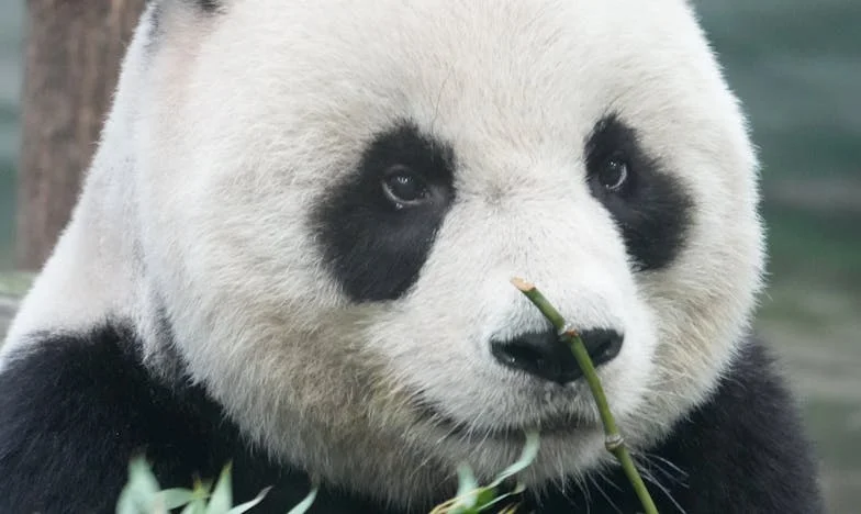 Entre Foi et Amour : Le Combat d'une Mère Française