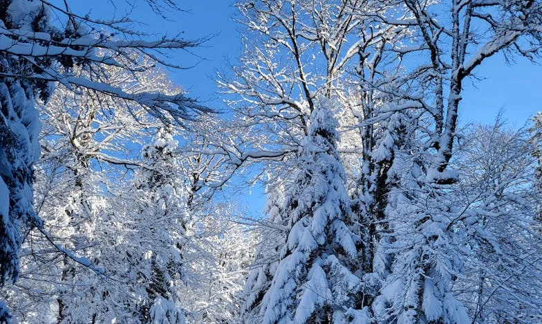 Le déjeuner du dimanche chez maman Mireille : La vérité plus amère que la soupe trop salée