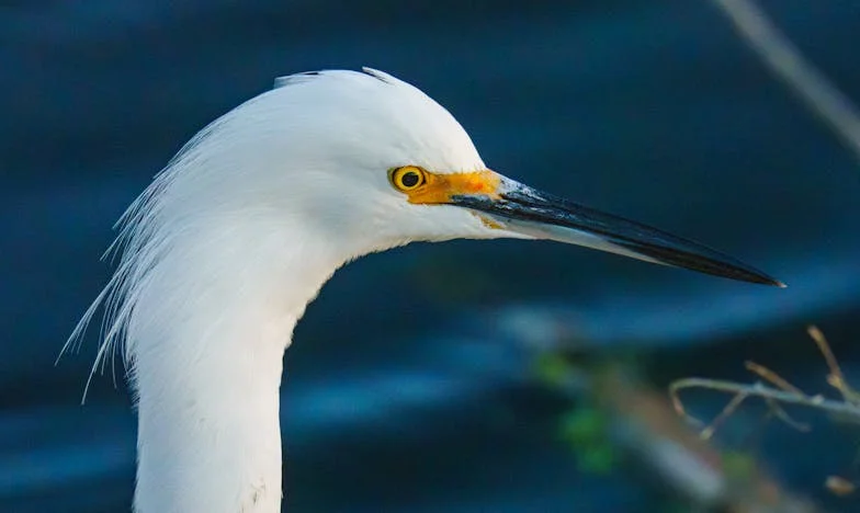 Le gendre qui a défié sa belle-mère avec un simple SMS