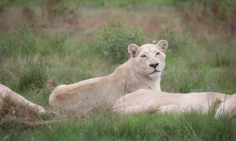Le Retour d’Élise : Entre l’Espoir et la Désillusion