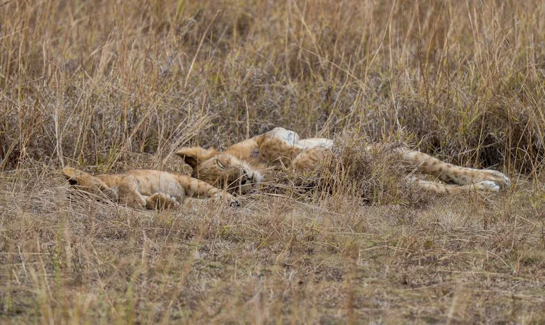 L'ombre de l'inconnue : Le testament de mon mari