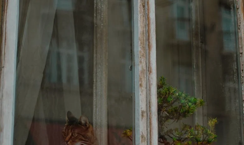 Mon père veut revenir : le retour de l'absent