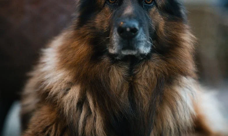 Pour elle, je ferais tout : Ma mère refuse d’accepter mon fiancé