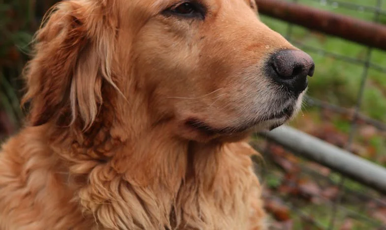 « Pourquoi tu ne cuisines pas comme Claire ? » – Confession d’une épouse française à la table familiale