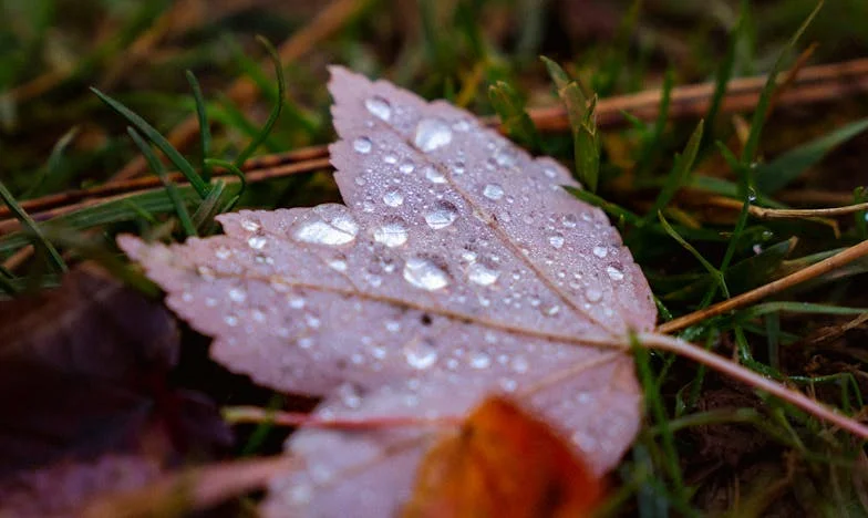Quand ma fille m’a dit qu’elle partait : Histoire d’une mère française face à l’émancipation