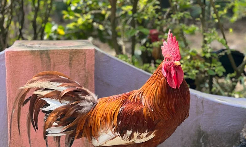 « Demain, vous faites vos valises et vous partez » – L’histoire d’une mère française qui s’est choisie