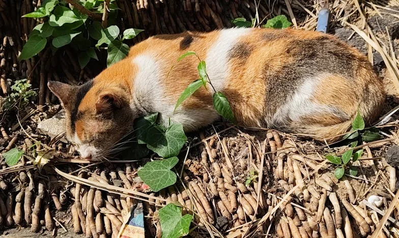 Entre amour et loyauté : le dilemme de Claire Dubois