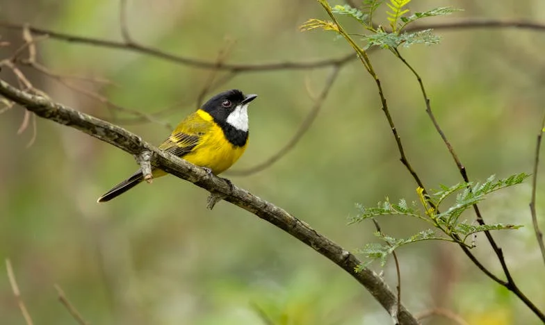 Entre deux feux : Comment j'ai tenu la main de ma sœur pendant que ma vie s'effondrait