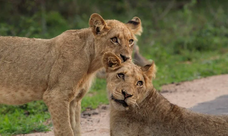 « Je suis en congé maternité, pas une nounou gratuite » : Le cri d’une mère française entre devoir et limites