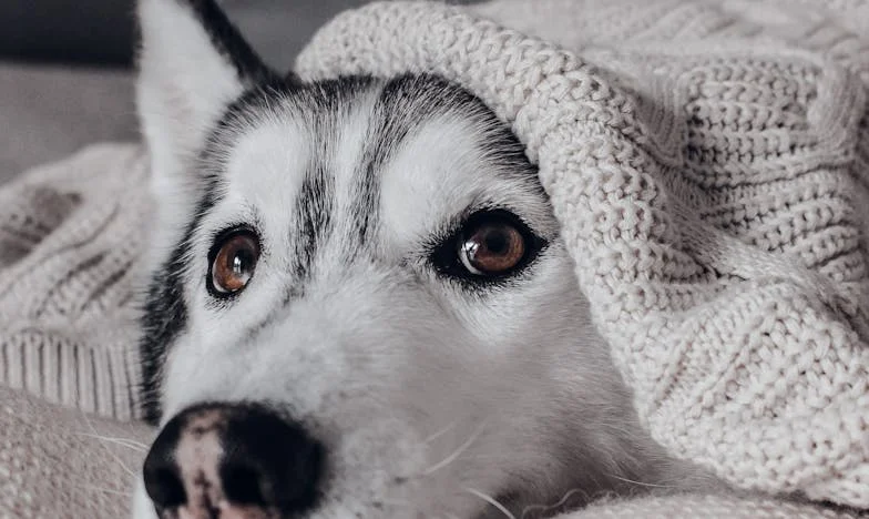 L'argent n'est plus à moi : Le combat d'une femme française pour sa liberté