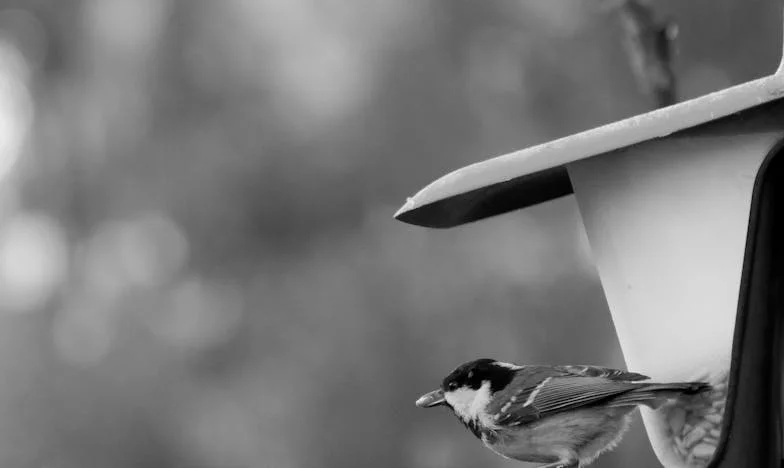 Le portefeuille de mon mari, ma prison : Chronique d'une liberté confisquée