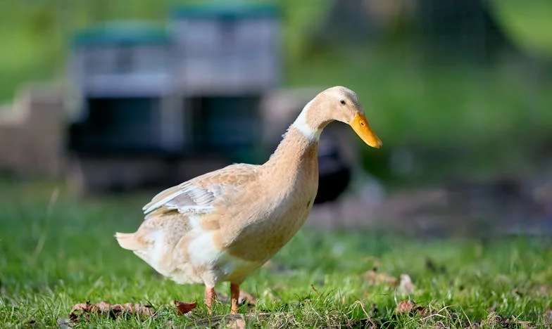 Le Réveillon qui a tout bouleversé : l'arrivée inattendue de la belle-sœur
