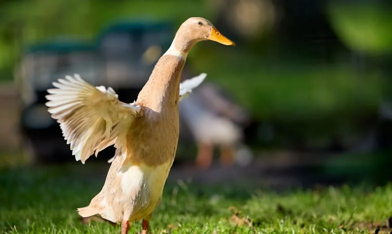 « Les filles, le mariage n’aura pas lieu » – Confession d’une Française qui a quitté son fiancé à la dernière minute