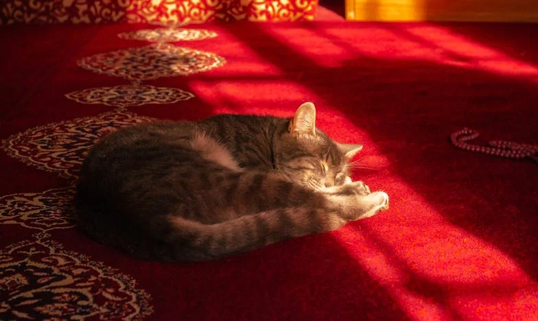 Mon mari a choisi la première classe avec sa mère – Un voyage entre orgueil et vérité dans une famille française