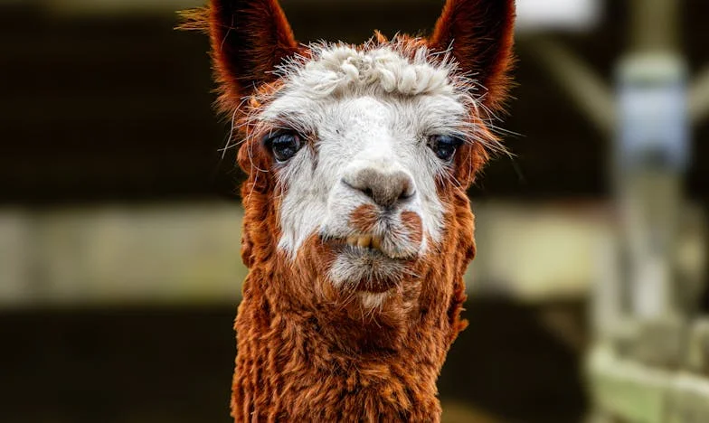 Quand les mots blessent plus que le silence : Histoire d’un père, de l’amour et du deuil