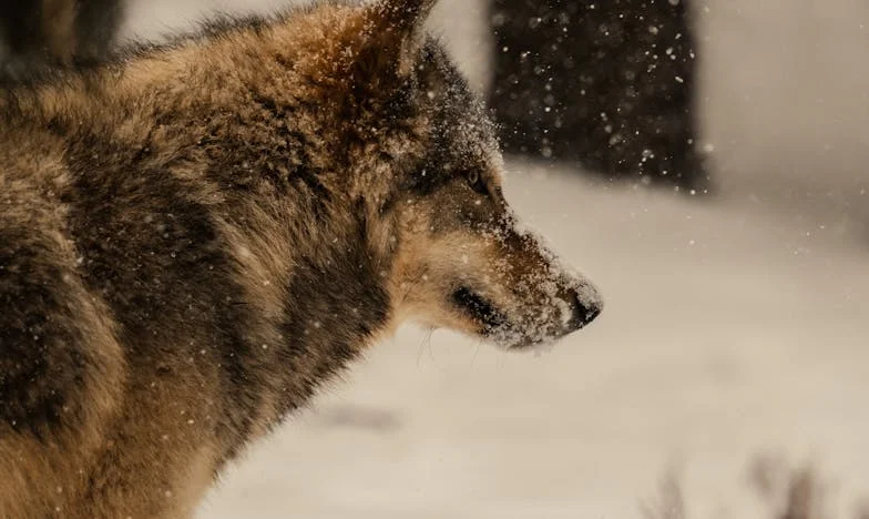 Quand mon frère a voulu vendre notre enfance : chronique d'une famille déchirée