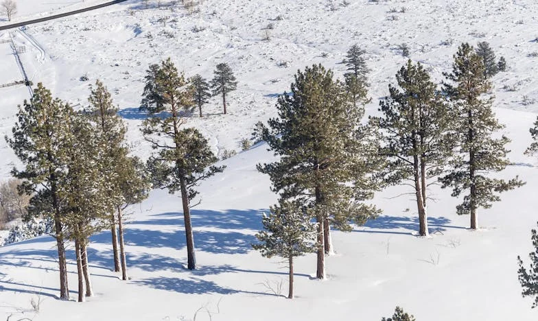 Le jardin des non-dits : Comment je suis devenue la mère des enfants de mon frère et ce que cela a fait à ma famille